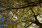 Tilia mongolica Mongolian Lime