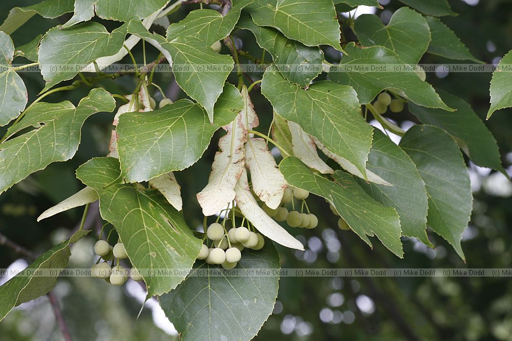Tilia oliveri Olivers Lime