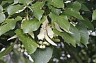 Tilia oliveri Olivers Lime