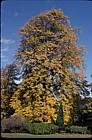 Tilia petiolaris Bath botanic garden