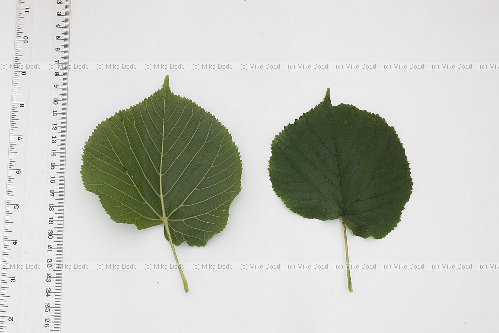 Tilia platyphyllos Broad-leaved Lime
