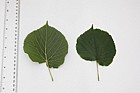 Tilia platyphyllos Broad-leaved Lime