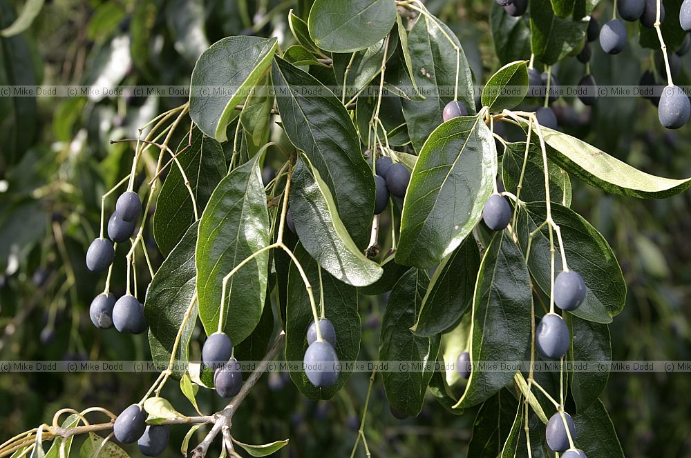 Tilia Lime