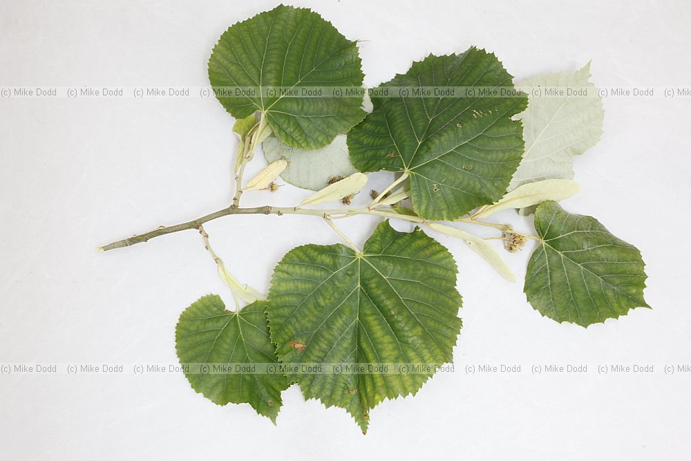 Tilia tomentosa Silver Lime