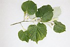 Tilia tomentosa Silver Lime