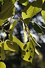 Tilia tomentosa 'Petiolaris'
