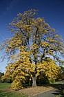 Tilia tomentosa 'Petiolaris'