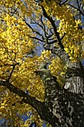 Tilia tomentosa 'Petiolaris'