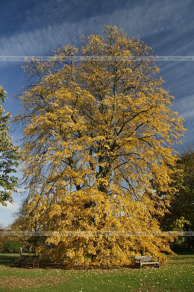Tilia tomentosa 'Petiolaris'