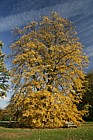 Tilia tomentosa 'Petiolaris'