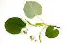 Tilia tomentosa 'Petiolaris' Silver Pendent Lime