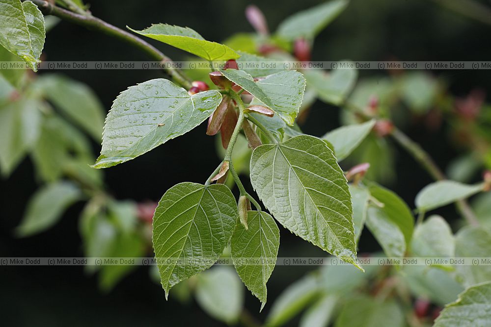 Tilia tuan