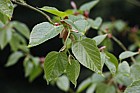 Tilia tuan