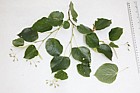 Tilia x euchlora Crimean Lime (?)