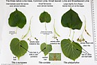 Tilia x europaea Common Lime Tilia cordata Small-leaved Lime Tilia platyphyllos Broad-leaved Lime three native species of limes together note the broad leaved lime leaves can be larger than this