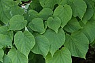 Tilia x moltkei Big hearted lime