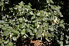 Tilia x vulgaris Common Lime