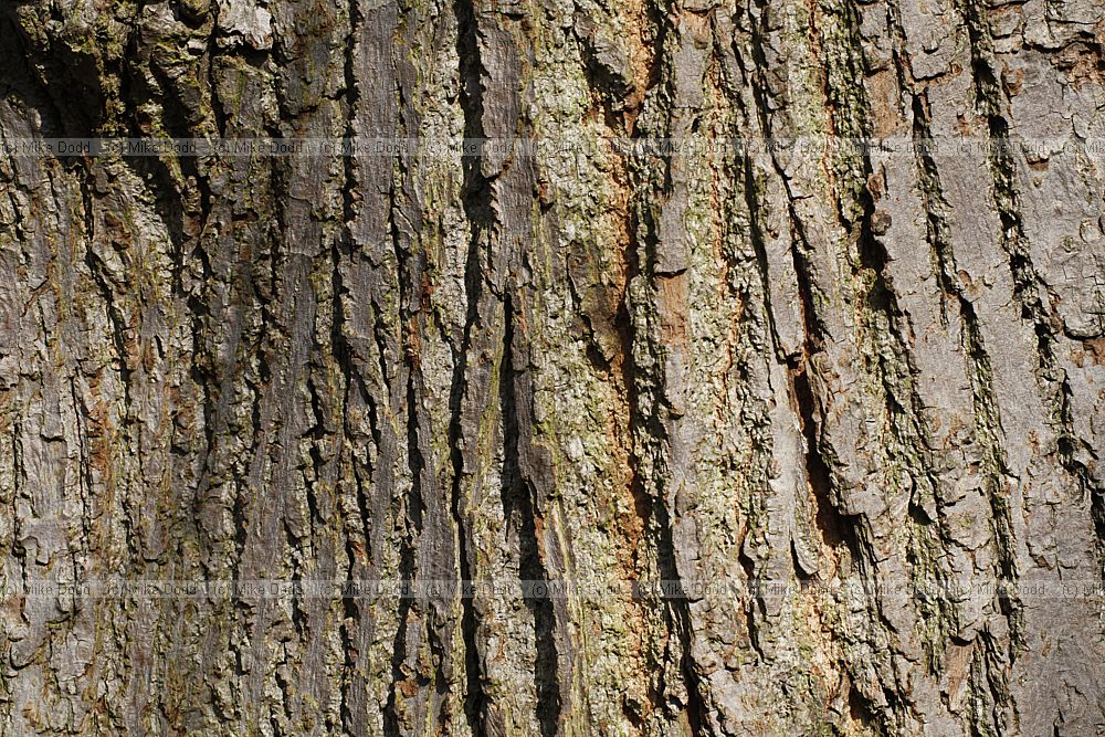 Tilia x vulgaris Common Lime