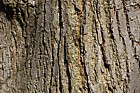 Tilia x vulgaris Common Lime
