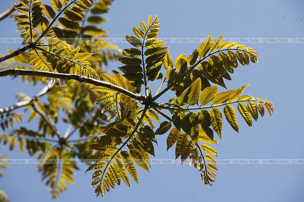 Toona sinensis