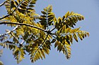 Toona sinensis