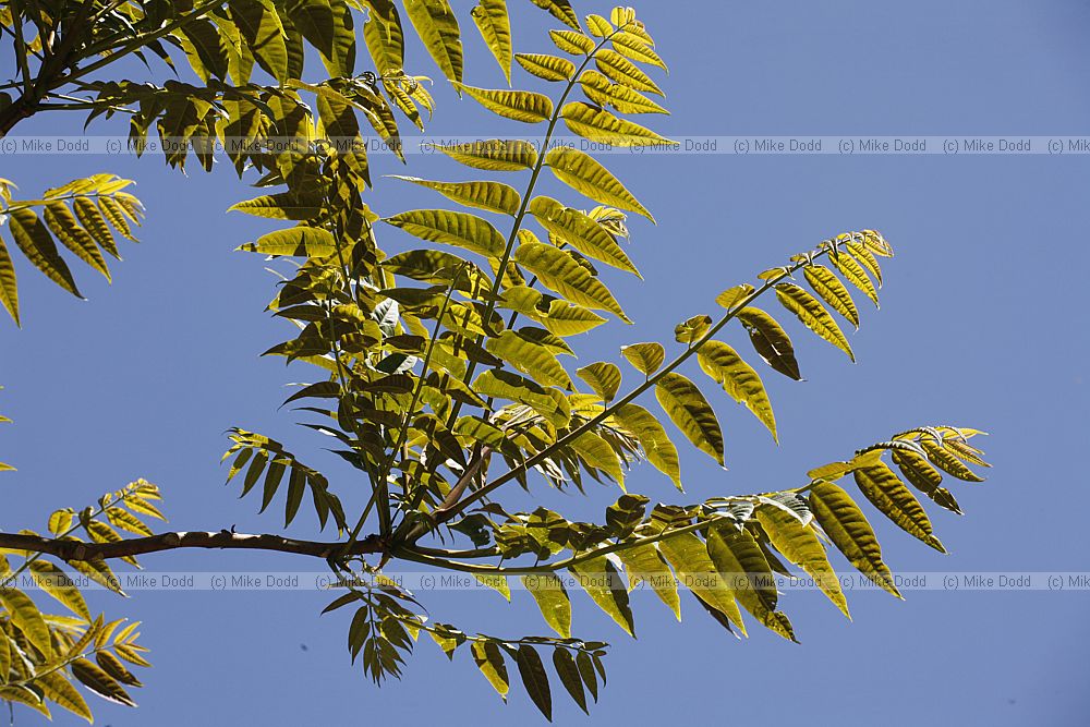 Toona sinensis