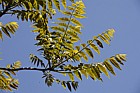 Toona sinensis