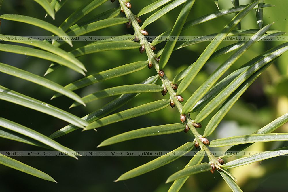 Torreya californica Californian nutmeg