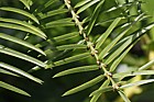 Torreya californica Californian nutmeg