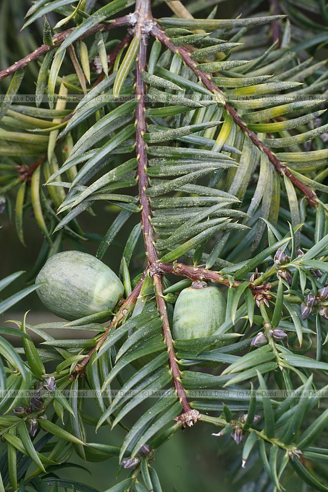 Torreya nuctifera Japanese nutmeg