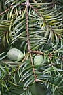 Torreya nuctifera Japanese nutmeg