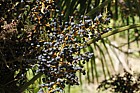 Trachycarpus fortunei Chusan palm