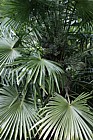 Trachycarpus fortunei Chusan palm