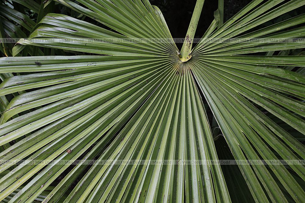 Trachycarpus fortunei Chusan palm
