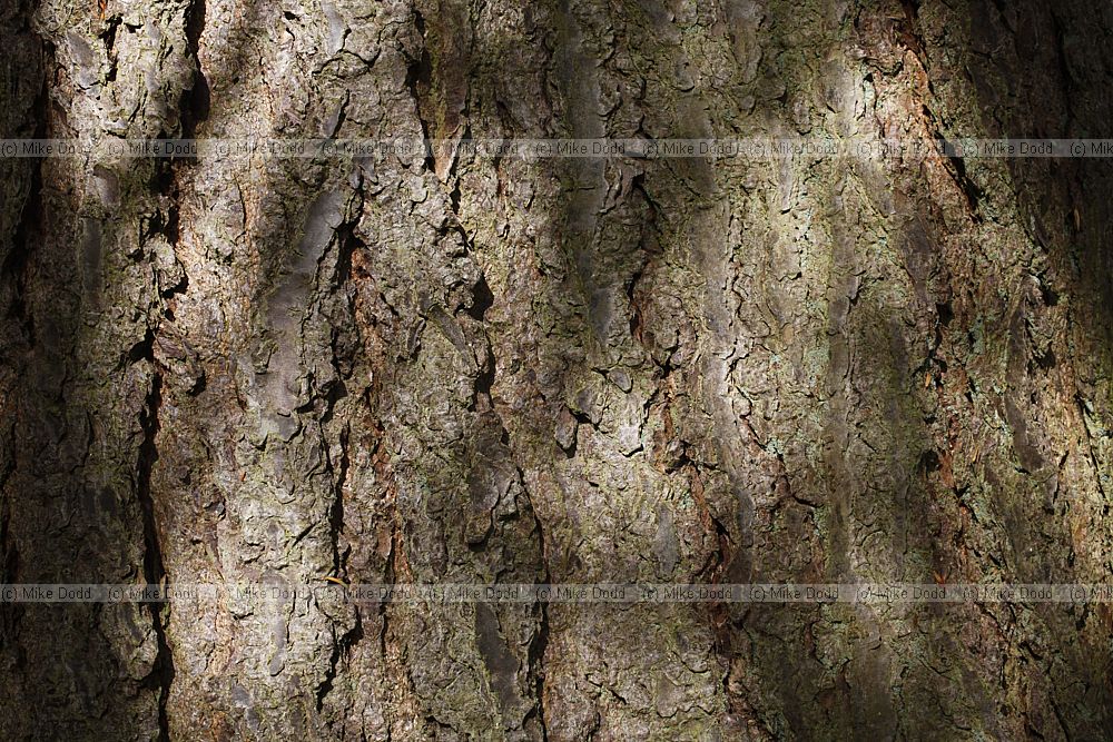 Tsuga canadensis Eastern Hemlock