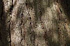 Tsuga canadensis Eastern Hemlock