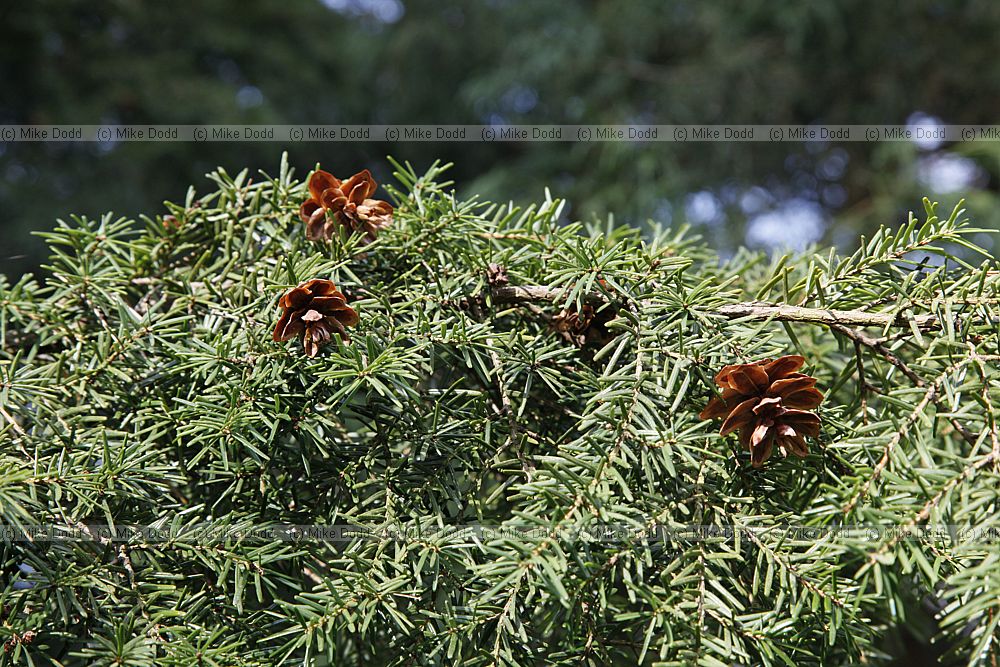 Tsuga caroliniana