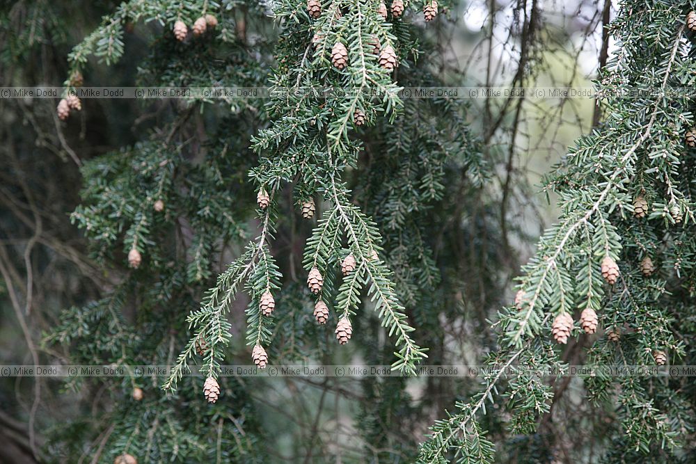 Tsuga chinensis
