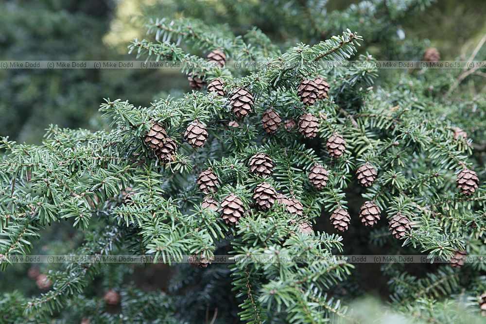 Tsuga diversifolia