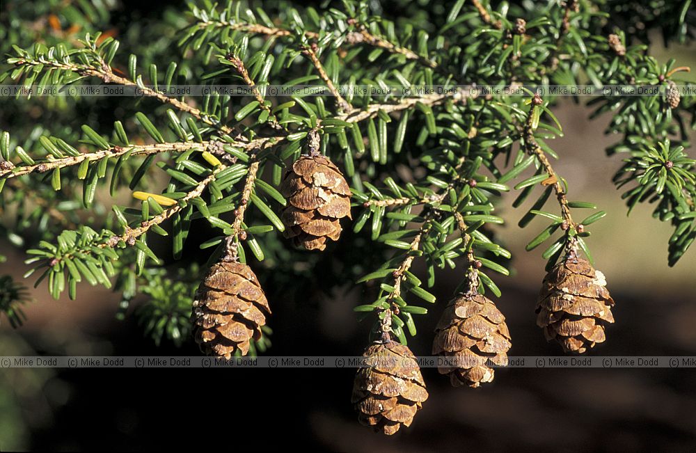 Tsuga diversifolia