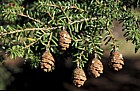 Tsuga diversifolia