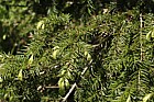 Tsuga dumosa Himalayan hemlock