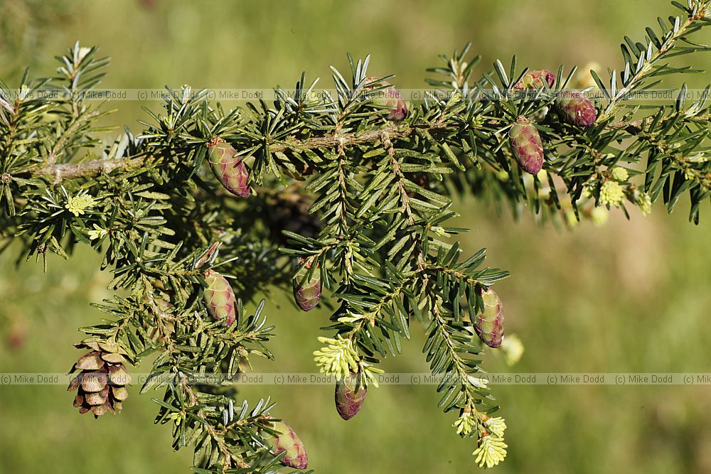 Tsuga heterophylla Western Hemlock