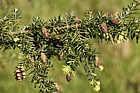 Tsuga heterophylla Western Hemlock