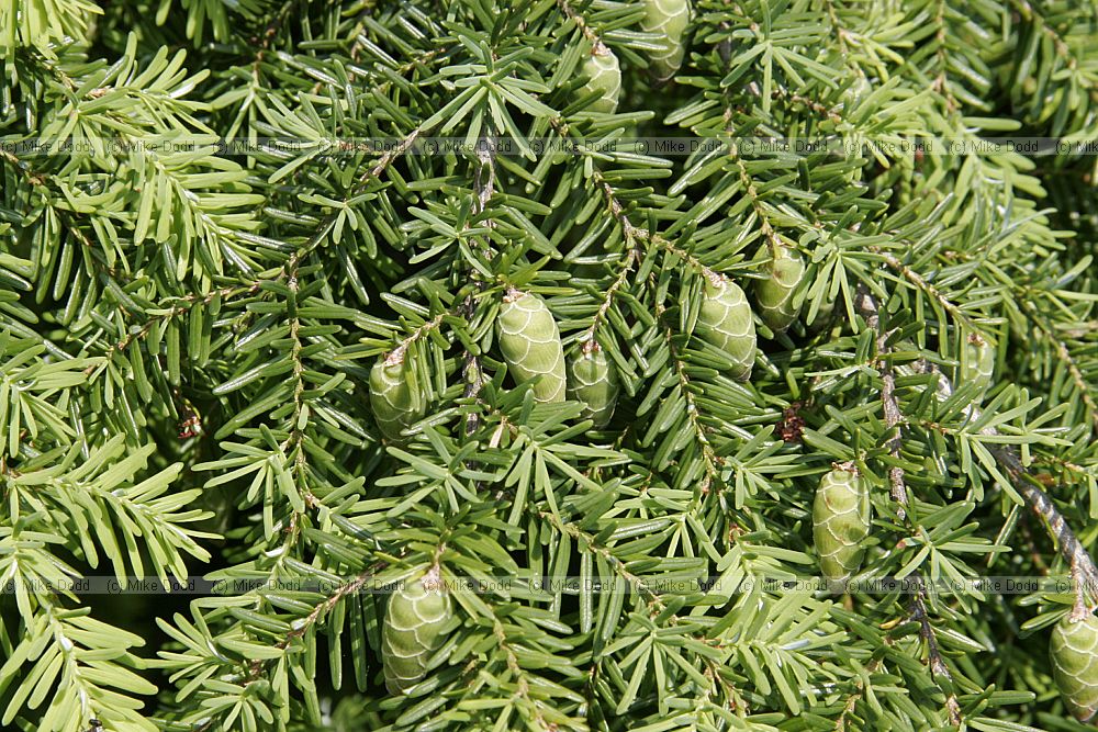 Tsuga heterophylla