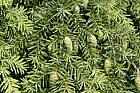 Tsuga heterophylla