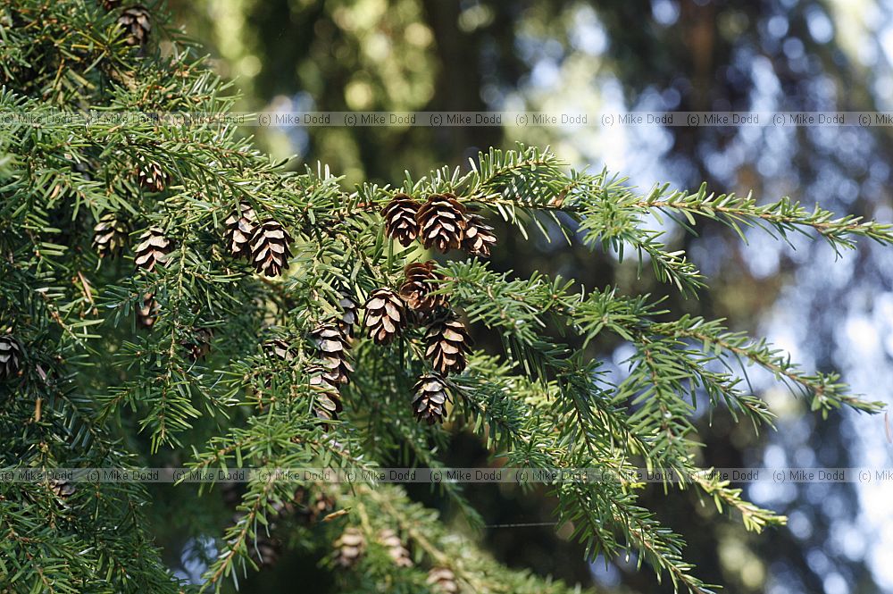 Tsuga heterophylla Western Hemlock