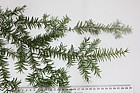 Tsuga heterophylla Western Hemlock