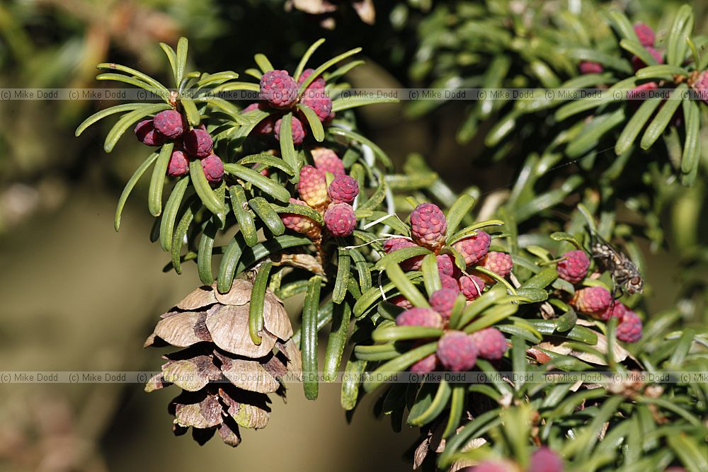 Tsuga sieboldii