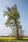 Ulmus